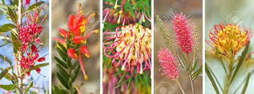 Maybe you would like to learn more about one of these? Panorama Banner Of Spring And Winter Spring Winter Flowers Stock Photo Picture And Royalty Free Image Image 81488952