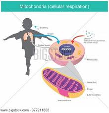 Imágenes, ilustraciones y vectores de Mitochondria (gratis); Bigstock