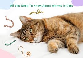 Maybe you would like to learn more about one of these? All You Need To Know About Worms In Cats
