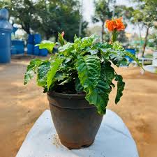 Image result for Crossandra infundibuliformis