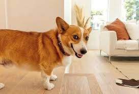 We did not find results for: Listing Of Us Home Goes Viral Because Of Corgi Puppy In Its Pics