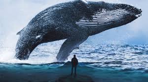 Looking for the best wallpapers? Whale Wallpapers Top Free Whale Backgrounds Wallpaperaccess