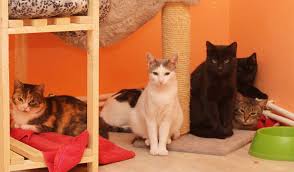 Wil je ook leren tekenen? Licg Nl De Aanschaf Van Een Kat