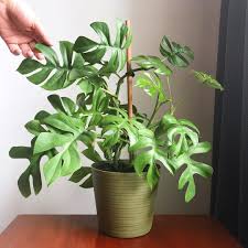 12 2k Likes 151 Comments House Plant Club Houseplantclub On Instagram Gorgeous Watermelon Peperomia Specimen Plants Inside Plants Plant Benefits