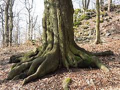 Nie je prales ako prales. Rezerwat Przyrody Kyjovsky Prales Wikipedia Wolna Encyklopedia