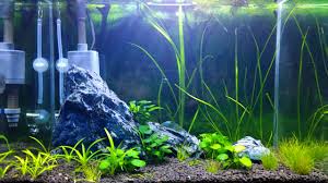 You can also find commercial co2 humidr ponds and tanks on deals. Cheap Diy Co2 Diffuser For Planted Aquarium Magazine