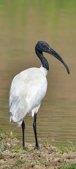 Bird With Black Head And White Body Ibis Oriental Black Headed Ibis Schwarzhalsibis Ibis A Tete Noire Wild Animals Pictures Bird Photography Australian Native Animals