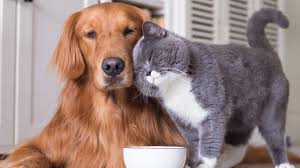 Chiens et chats : bien choisir leur alimentation - Mon jardin d'idées