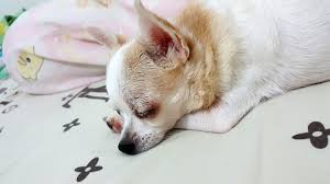  51 Ide Dogy Chihuahua Teacup Chihuahua Anjing Dan Anak Anjing
