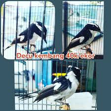See more ideas about kembang, cari, nikah. Luwakindonesia Instagram Posts Photos And Videos Picuki Com