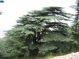 Asg Alumni Antonine Sisters Ghazir Lebanon Cedar Trees Nature Tree Beautiful Tree