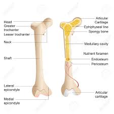 Vector Illustration Of Diagram Of Human Bone Anatomy