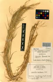 Image result for Leptochloa coerulescens