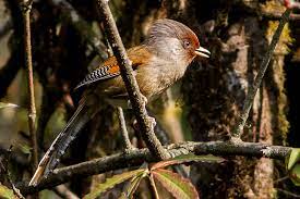 Sikkim is one of the beauties in the northeastern part of india. Sikkim Wildlife 5 Breathtaking Sanctuaries To Visit