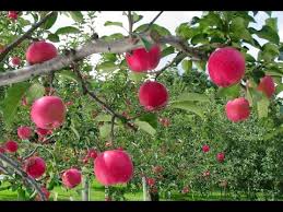 Image result for apple fruit