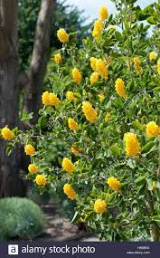 Atlas Broom Foliage Tree Broom