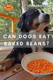 Feeding dogs a diet rich in soybeans, like a human vegetarian diet, won't give your dog the quality protein he needs. Can Dogs Eat Pork And Beans Safely Can My Dog Eat Canned Beans The Dog People By Rover Com Can Dogs Eat Green Beans Kaacangsatu