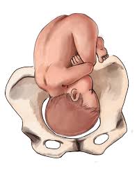 The Ultimate Guide To Baby Position In The Womb Natural