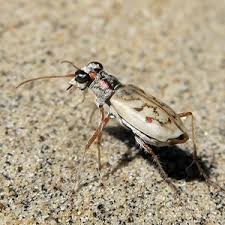 Image result for Lepidagathis scariosa