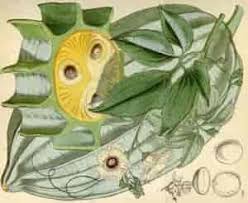 Image result for Telfairia occidentalis