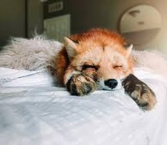 Everythingfox Zzz Amirite Pet Fox Animals Beautiful Cute Baby Animals