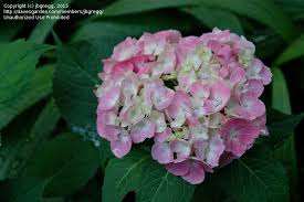 Full sun to part sun. Plantfiles Pictures Bigleaf Hydrangea French Hydrangea Let S Dance Big Easy Hydrangea Macrophylla By Jbgregg
