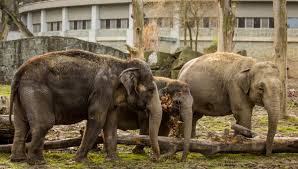 Téma zoo ostrava sloni na wiki.blesk.cz. Zoo Prozradi Vse O Slonech Treba Kolik Vazi Jejich Stehenni Kost Ostrava City Cz Nejlepsi Zazitky Ve Meste