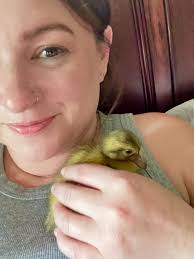 Call ducks for sale near Watertown