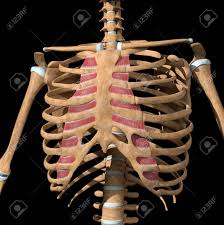 Anatomy and mr, intercostal region. This 3d Illustration Shows The Internal Intercostal Muscles On Skeleton Stock Photo Picture And Royalty Free Image Image 141625671