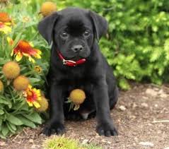 Black And Tan Pugalier Pin By Laura Schoettl On Pug Mixed Breeds Pug Mixed Breeds Puppies And Kitties Pug Breed
