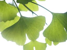 イチョウの花言葉 種類や特徴 名所は Greensnap グリーンスナップ