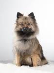 German Spitz Dog Breed Information - American Kennel Club