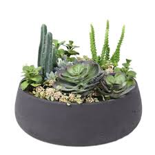 Cactus and succulents for sale. Visiting Us From To Better Serve You And For Faster Delivery We Recommend That You Browse The Store Located In Your Region Europe Asia Middle East North America Search Products We Re Back And Ready To Ship We Re Back And Ready To Ship Shop A