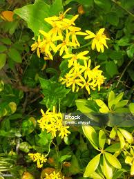 Image result for Delairea odorata