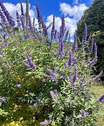 Image result for Vitex