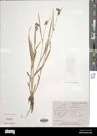 Image result for Fuirena ciliaris