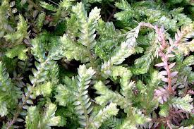 Image result for Selaginella kivuensis