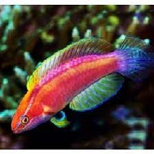 Able to be kept in mixed groups of 3 females to every 1 male, these water column swimmers prefer to be in groups of. Multicolor Lubbocks Fairy Wrasse Buy Saltwater Aquarium Fish Online In India