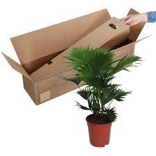 Braune blätter, kleine tierchen, was tun, wenn schadbilder auftreten. Kaufen Sie Jetzt Zimmerpflanze Facherpalme Livistona Rotundifolia 55 65 Cm Bakker Com
