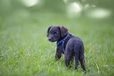 Amazon's choice for kindergarten homeschool curriculum. Puppy Training Classes Near Me Brighton 3186 Puppy Dog Training Brighton 3186