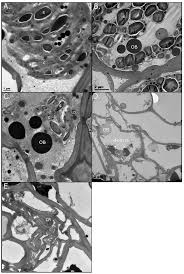 Image result for Eragrostis nindensis