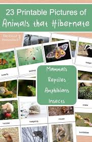 23 Printable Pictures Of Animals That Hibernate The Natural Homeschool Animals That Hibernate Printable Pictures Hibernation Preschool