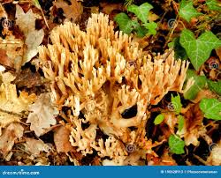 Image result for Ramaria stricta