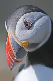 Bird Paradise Http Childrentoy3947 Blogspot Com Beautiful Birds Puffins Bird Animals Beautiful