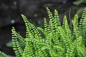 Image result for Asplenium mannii