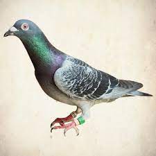 racing pigeon my grandfather raced pigeons pigeon pictures racing pigeons pigeon breeds