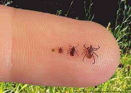 Add them now to this category in lowell, ma or browse best pest control for more cities. Security Pest Control Ant Termite Bed Bugs Rodent Control Ma