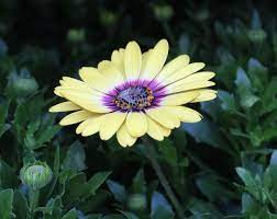 Osteospermum Blue Eyed Beauty Thrives In Hot And Sunny Conditions And Can Even Survive In Difficult Dry Soils Osteosper Greenhouse Growing Flower Photos Soil