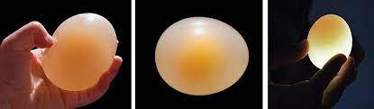 Check spelling or type a new query. After Soaking In The Vinegar The Egg S Exterior Is Soft And Flexible The Egg Is Translucent And Brainly Com
