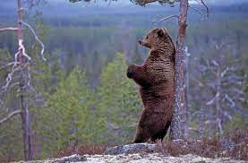 Finland S National Animal Is A Bear Finland National Animal Bear National Animal Amazing Animal Pictures Bear Pictures